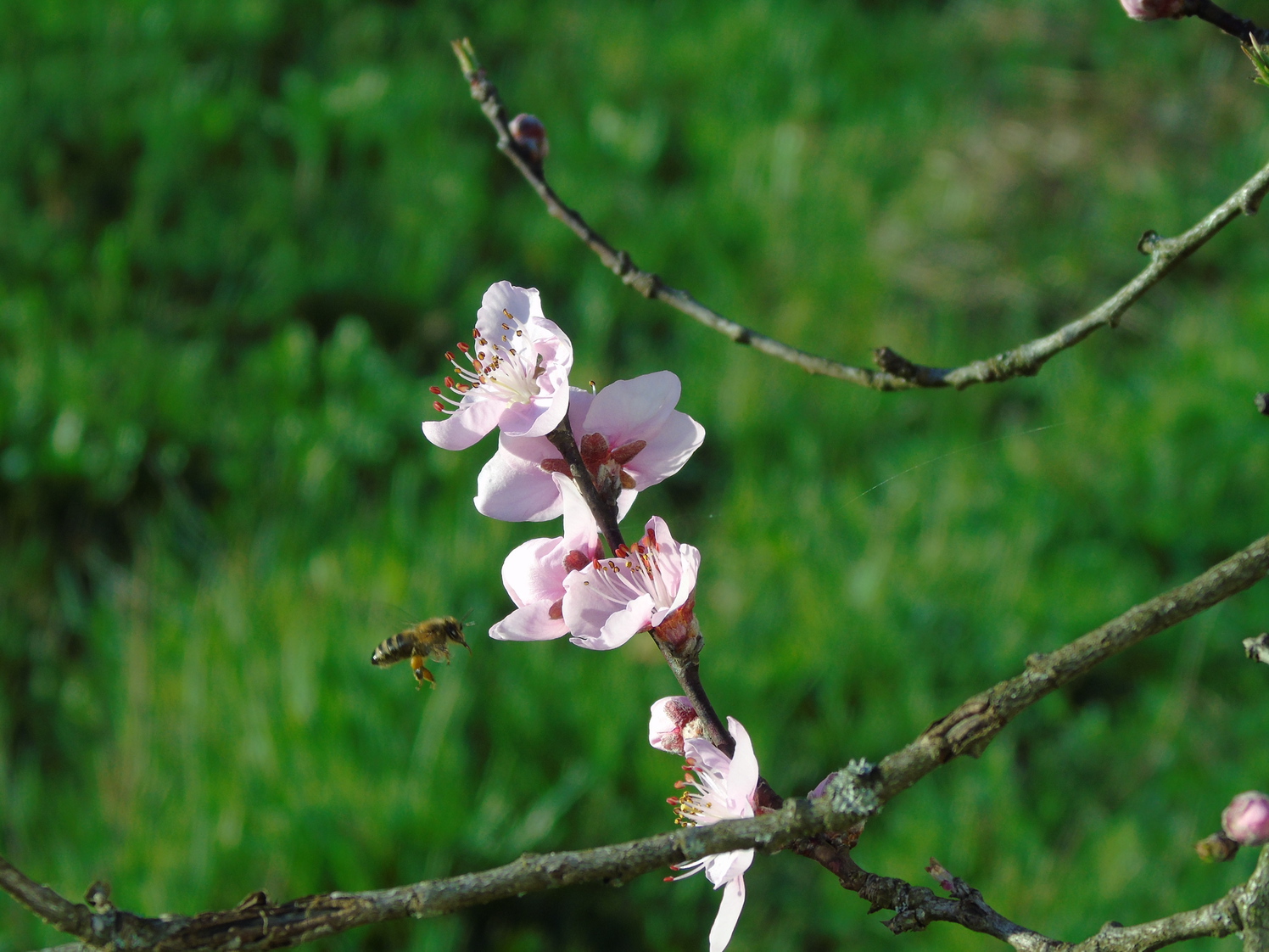 printemps QENOA
